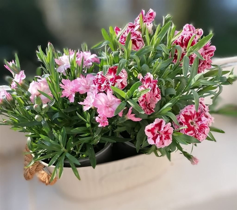 Bild: Balkonblumen - Symbolfoto