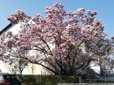Blühende Magnolie vor dem Haus