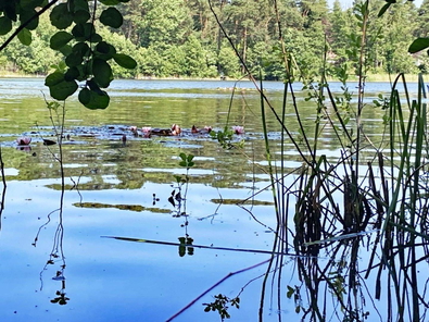 Seerosen