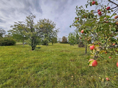 rote Äpfel inbegriffen