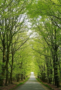 DresdnerHeide