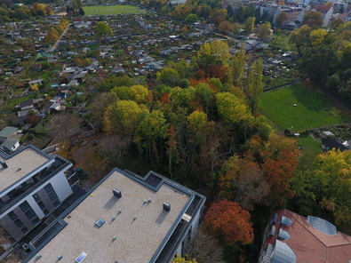 Blick in den Auenwald