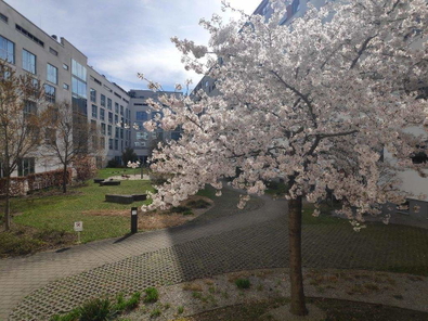 Kirschblüte im Innenhof