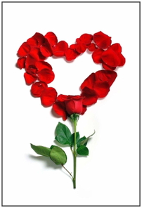 rose-1215314_1920.jpg