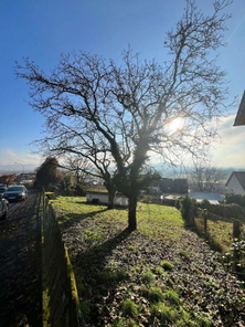 Zukünftiger Ausblick