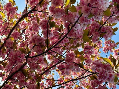 Detail Kirschbaum