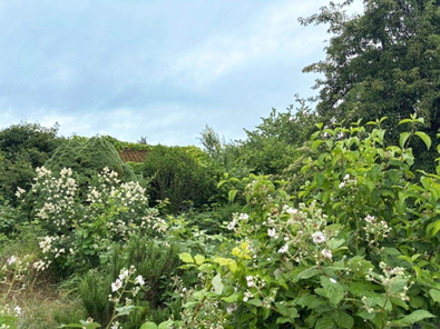 Garten.jpg