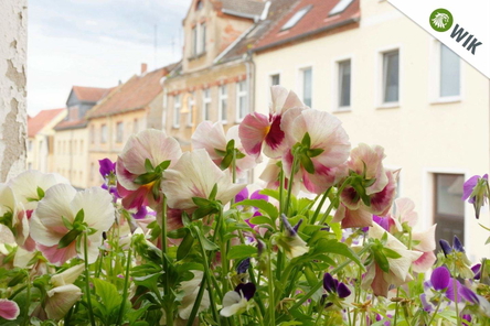 Flower-Power...