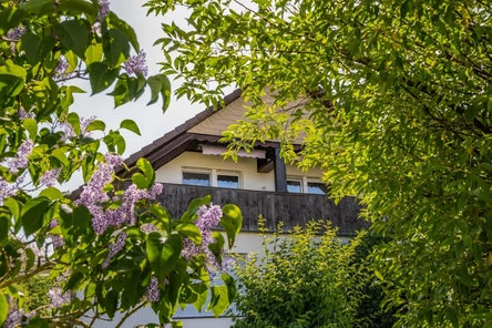 Titelbild (Baum KI-bearbeitet)