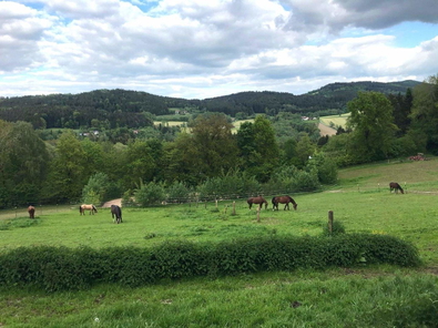 weitläufige Pferdekoppel