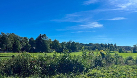 Blick ins Grüne