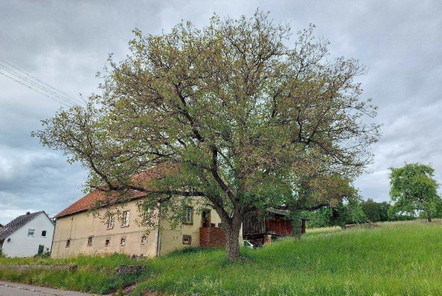 Ansicht (komplettes Doppelhaus)