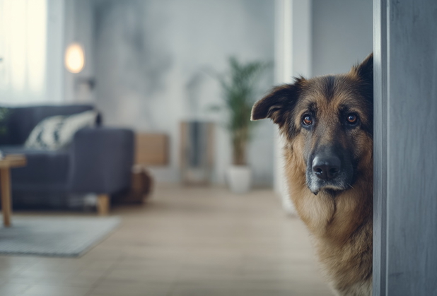 Ein großer Schäferhund schaut unsicher hinter eine Wand in einer Wohnung hervor.