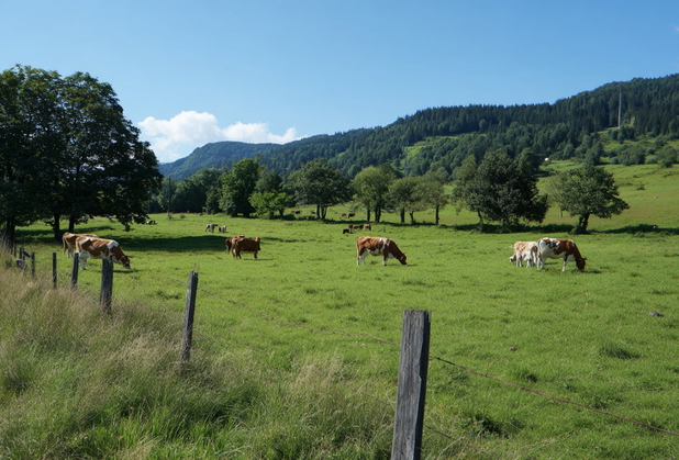 Auf einer Grünfläche stehen Kühe und weiden.